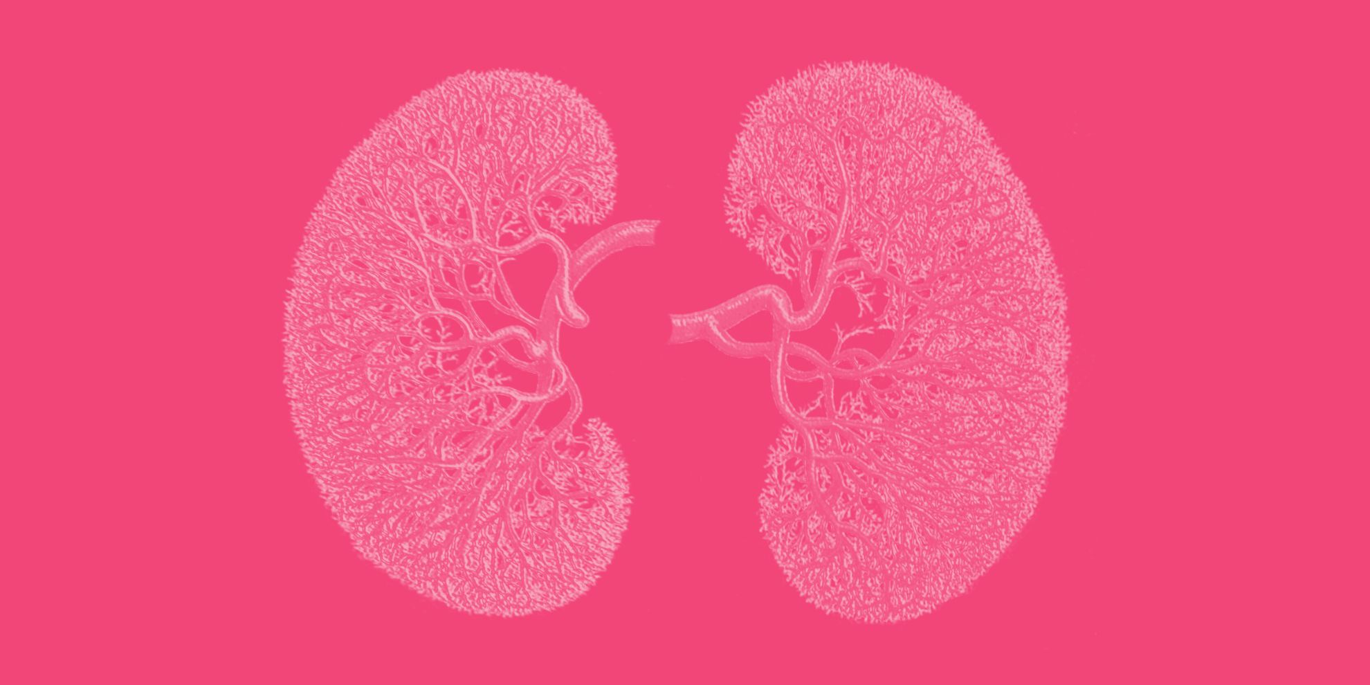 Activitats divulgatives Dia Mundial del Ronyó